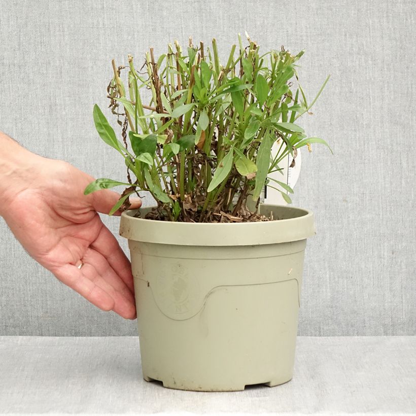 Exemplar von Großblumige Mädchenauge Solar Moon - Coreopsis grandiflora Topf mit 3L/4L wie im Herbst geliefert