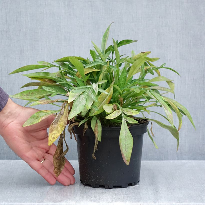 Exemplar von Großblumige Mädchenauge Sonnenkind - Coreopsis grandiflora Topf mit 2L/3L wie im Herbst geliefert