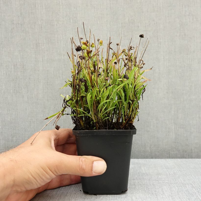 Exemplar von Großblumige Mädchenauge Sunkiss - Coreopsis grandiflora Kleine Töpfe von 8/9 cm wie im Sommer geliefert