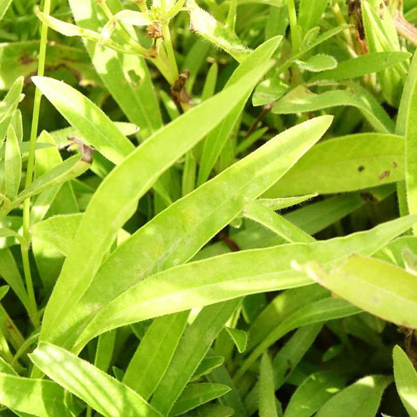 Zwergiges Mädchenauge Baby Gold - Coreopsis lanceolata (Laub)