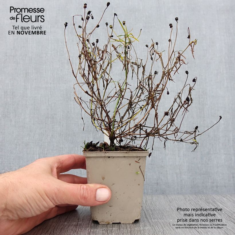 Exemplar von Mädchenauge Limerock Passion - Coreopsis Kleine Töpfe von 8/9 cm wie im Herbst geliefert
