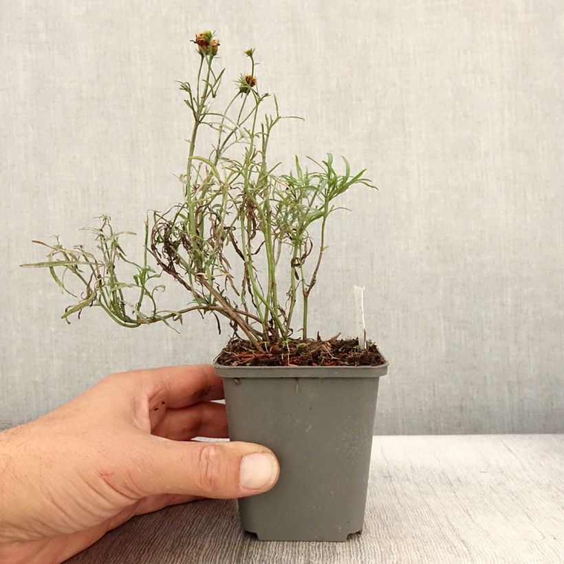 Exemplar von Mädchenauge Madras Magic - Coreopsis Kleine Töpfe von 8/9 cm wie im Herbst geliefert