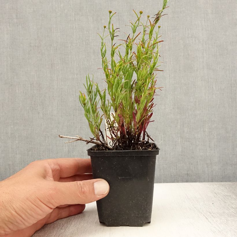 Exemplar von Mädchenauge Madras Magic - Coreopsis Kleine Töpfe von 8/9 cm wie im Sommer geliefert