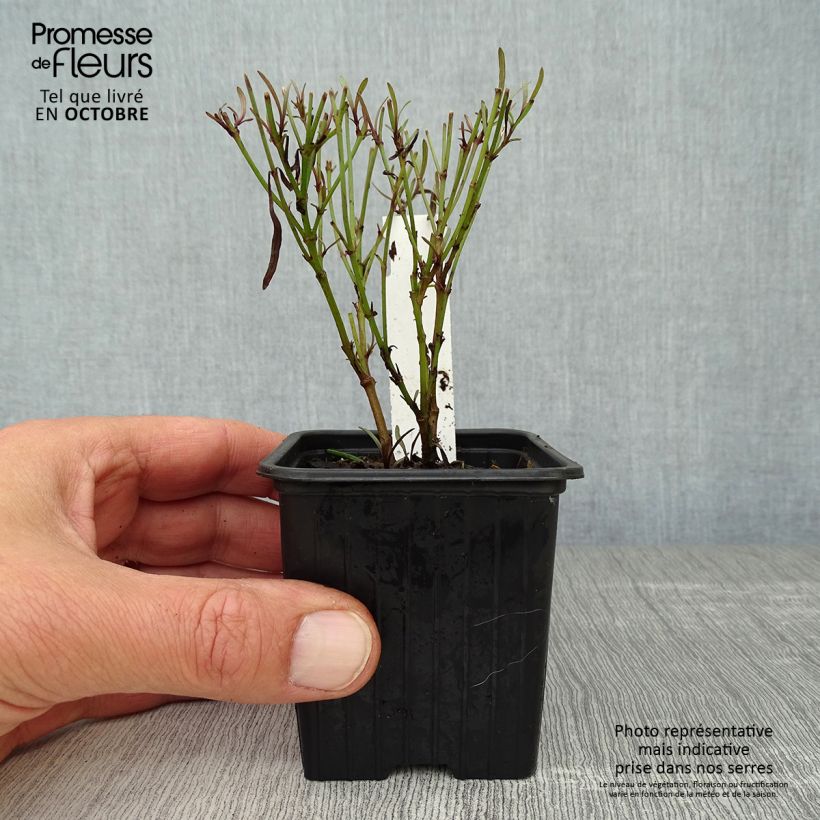 Exemplar von Mädchenauge Redshift - Coreopsis Kleine Töpfe von 8/9 cm wie im Herbst geliefert