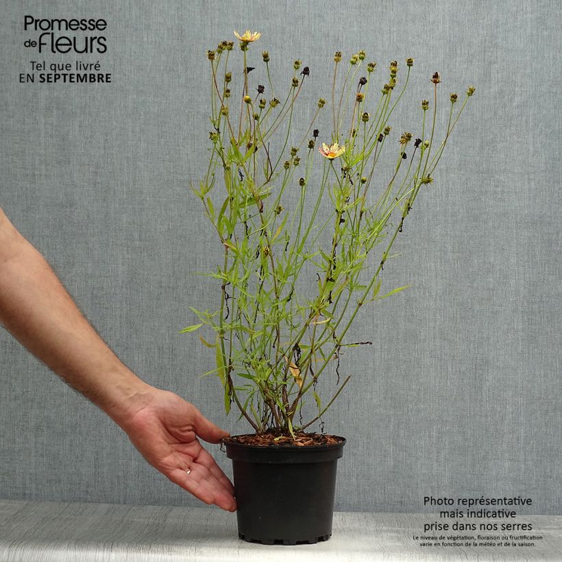 Exemplar von Mädchenauge Redshift - Coreopsis Topf mit 2L/3L wie im Herbst geliefert
