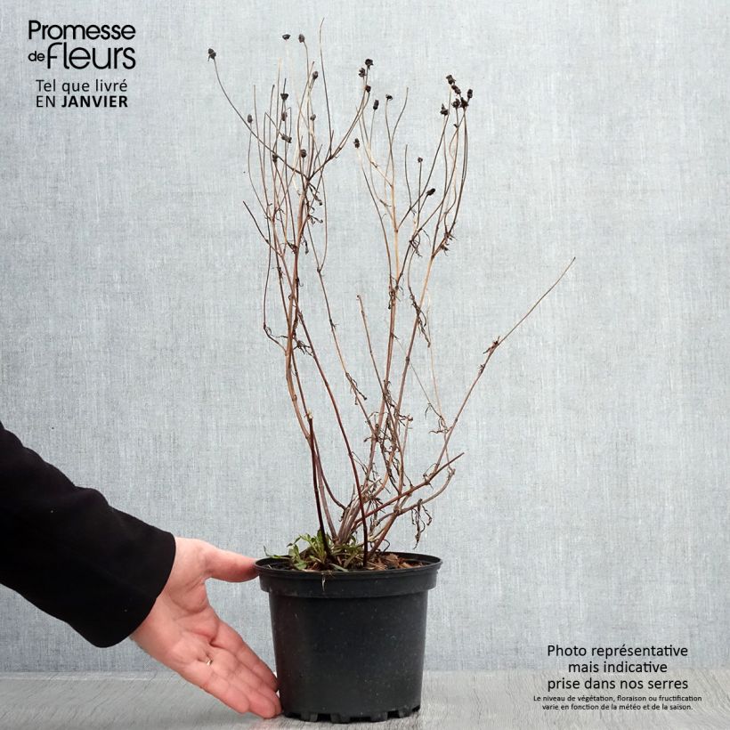 Exemplar von Mädchenauge Redshift - Coreopsis Topf mit 2L/3L wie im Winter geliefert