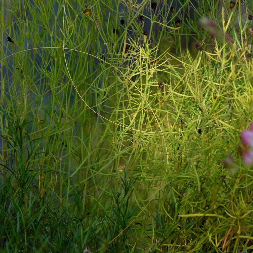 Mädchenauge American Dream - Coreopsis rosea (Laub)