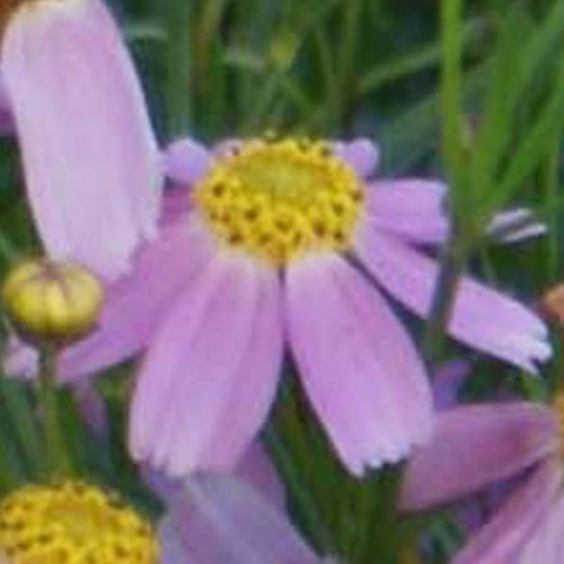 Mädchenauge American Dream - Coreopsis rosea (Blüte)