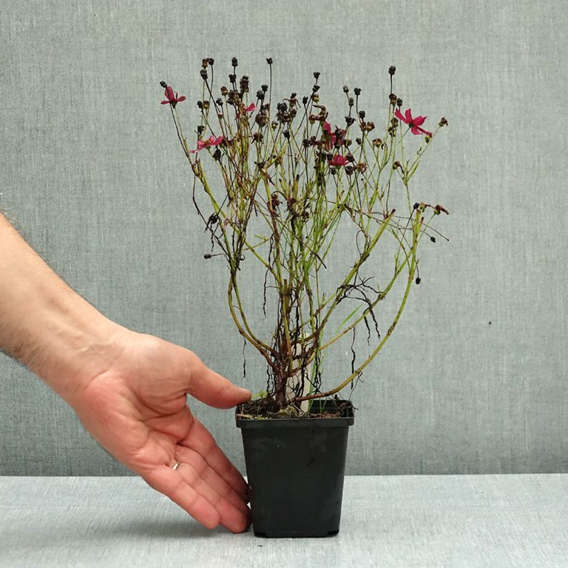 Exemplar von Mädchenauge Ruby Red - Coreopsis verticilliata Kleine Töpfe von 8/9 cm wie im Herbst geliefert