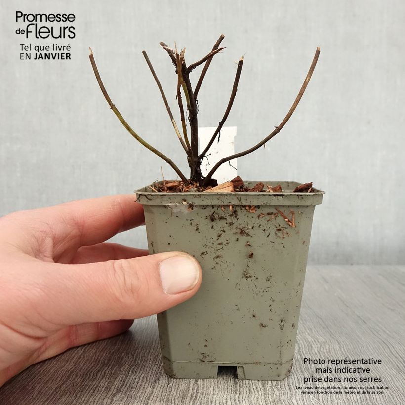 Exemplar von Mädchenauge Ruby Red - Coreopsis verticilliata Kleine Töpfe von 8/9 cm wie im Winter geliefert