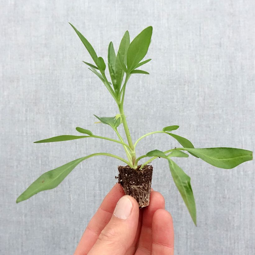 Exemplar von Mädchenauge Uptick Red - Coreopsis Mini-Plug Ø 3/4 cm wie im Frühjahr geliefert
