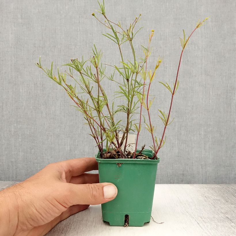 Exemplar von Mädchenauge Sunbeam - Coreopsis verticillata Kleine Töpfe von 8/9 cm wie im Sommer geliefert