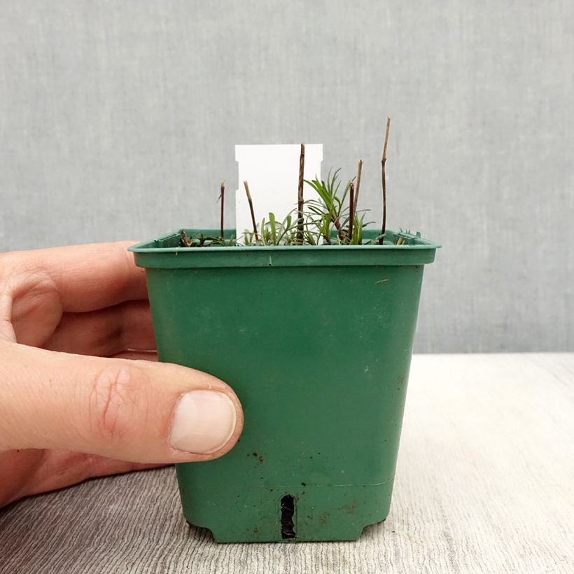 Exemplar von Mädchenauge Sunbeam - Coreopsis verticillata Kleine Töpfe von 8/9 cm wie im Frühjahr geliefert