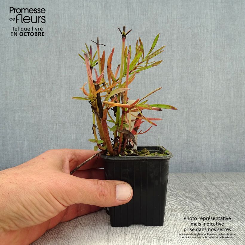 Exemplar von Mädchenauge Bengal Tiger - Coreopsis verticillata Kleine Töpfe von 8/9 cm wie im Herbst geliefert