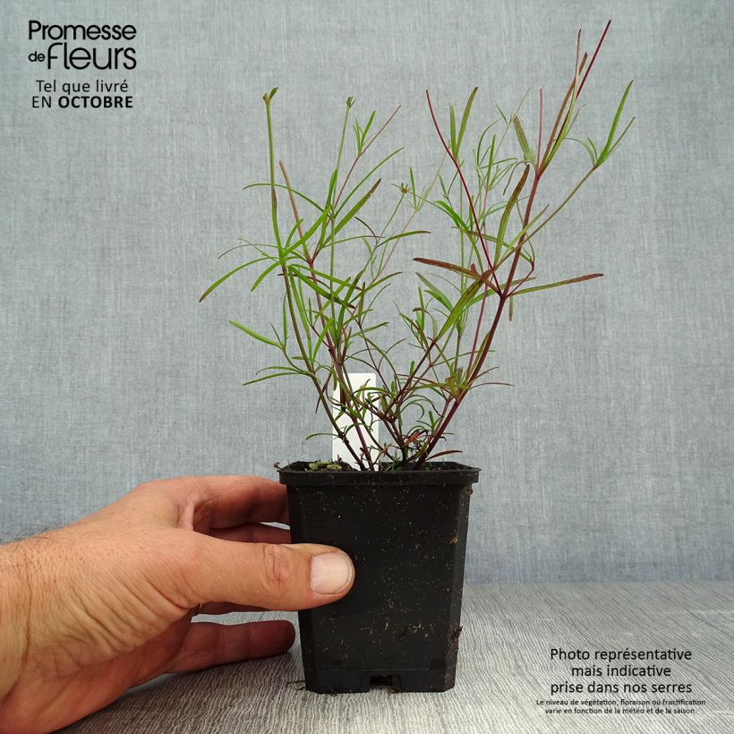 Exemplar von Mädchenauge Moonbeam - Coreopsis verticillata Kleine Töpfe von 7/8 cm wie im Herbst geliefert
