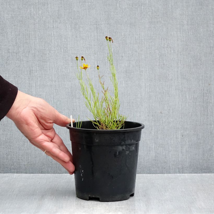 Exemplar von Mädchenauge S&S Curry Up - Coreopsis verticillata Topf mit 2L/3L wie im Herbst geliefert