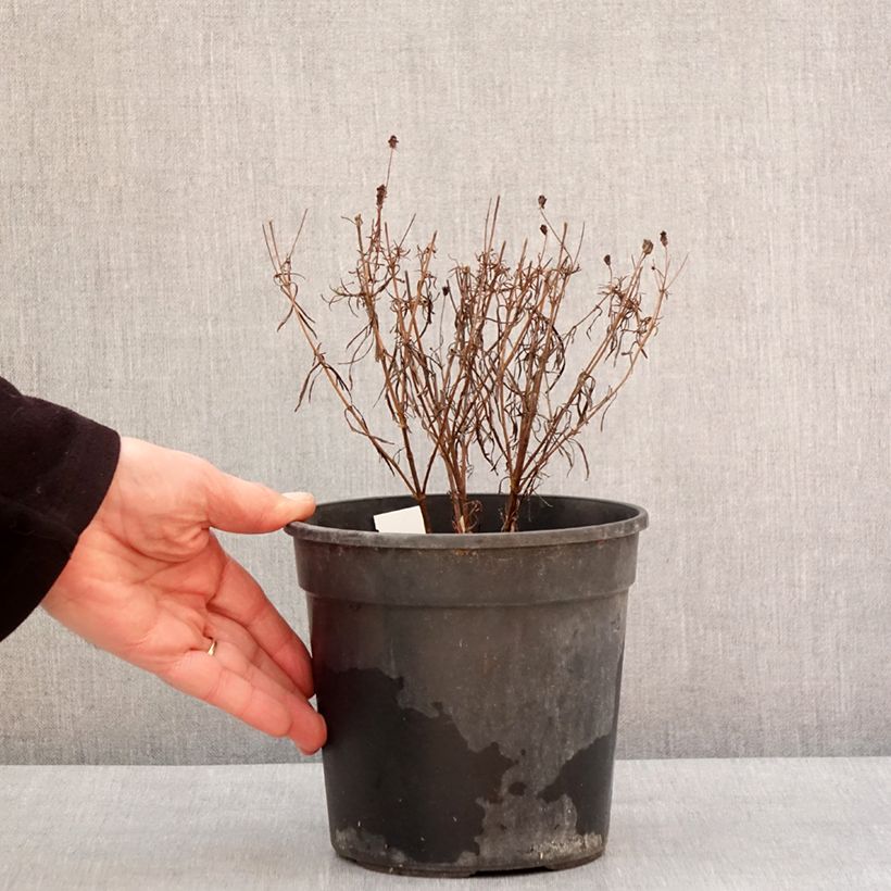 Exemplar von Mädchenauge S&S Curry Up - Coreopsis verticillata Topf mit 2L/3L wie im Winter geliefert