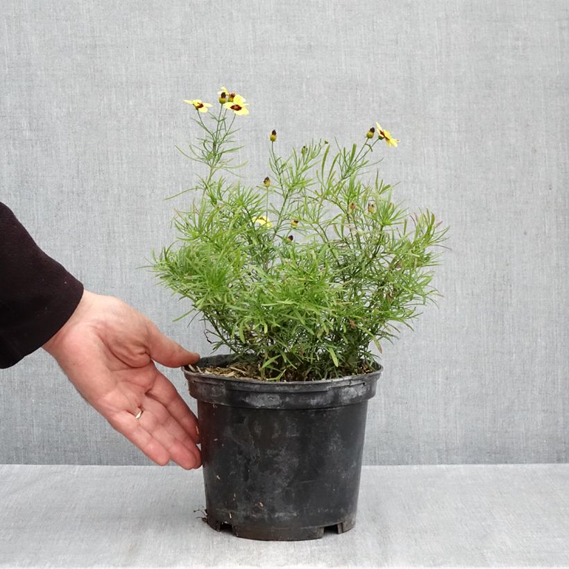 Exemplar von Mädchenauge S&S Sassy Saffron - Coreopsis verticillata Topf mit 2L/3L wie im Herbst geliefert