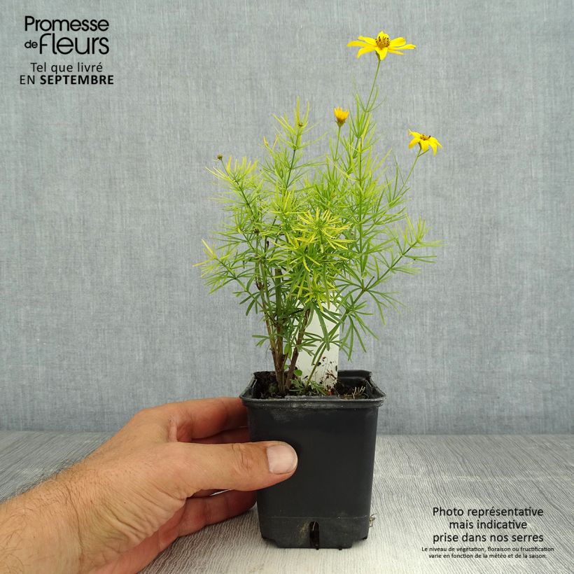 Exemplar von Mädchenauge Zagreb - Coreopsis verticillata Kleine Töpfe von 8/9 cm wie im Sommer geliefert