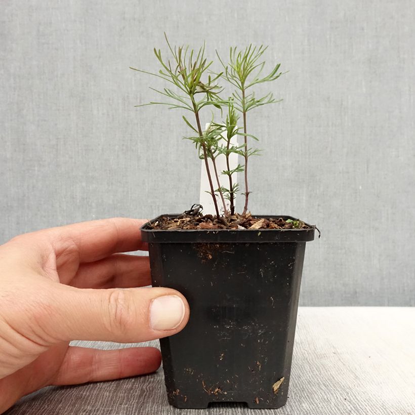 Exemplar von Mädchenauge Zagreb - Coreopsis verticillata Kleine Töpfe von 8/9 cm wie im Frühjahr geliefert