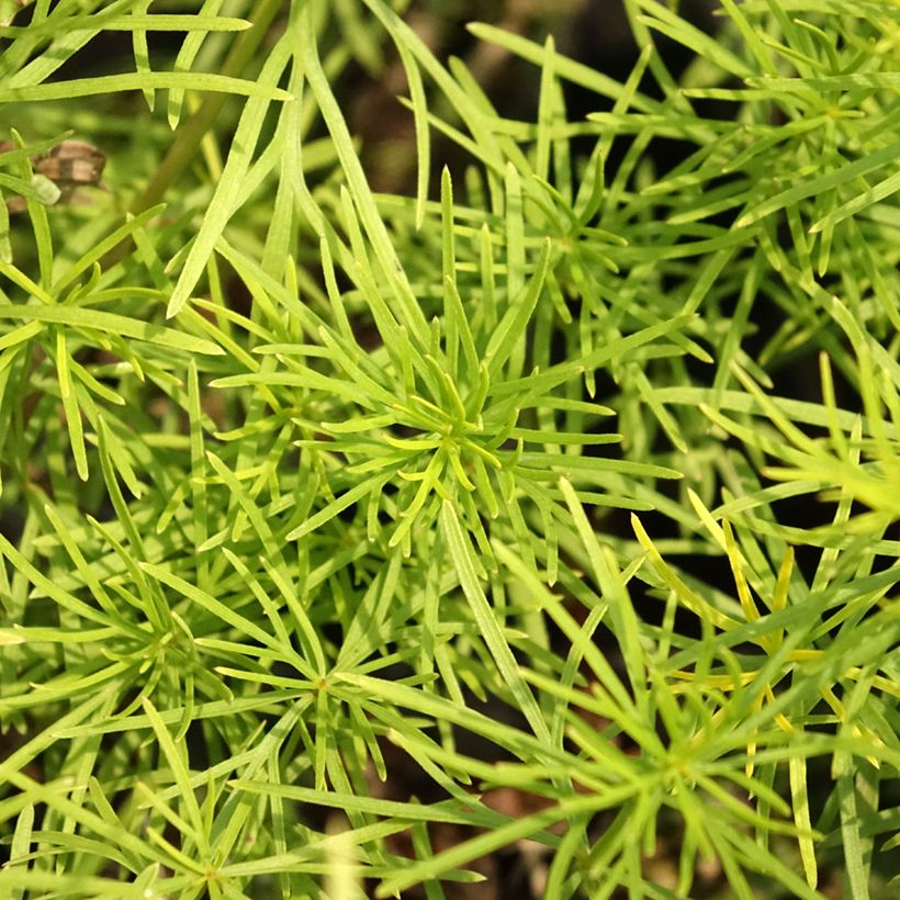 Mädchenauge Zagreb - Coreopsis verticillata (Laub)