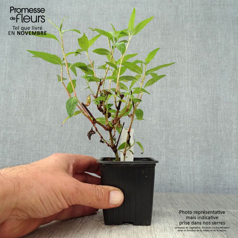Exemplar von Vietnamesischer Koriander - Persicaria odorata Kleine Töpfe von 8/9 cm wie im Herbst geliefert