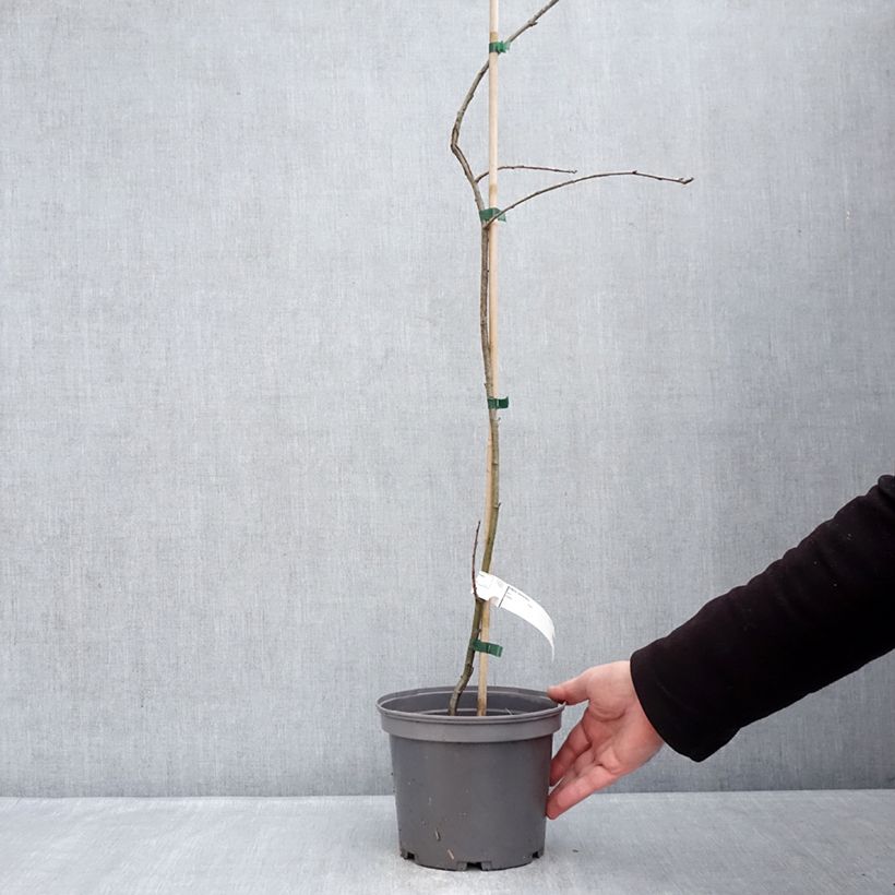 Exemplar von Sorbus domestica Topf mit 3L/4L wie im Winter geliefert