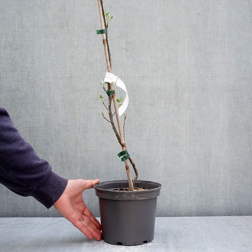 Exemplar von Sorbus domestica Topf mit 3L/4L wie im Frühjahr geliefert