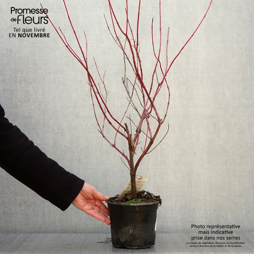 Exemplar von Cornus alba - Weißer Hartriegel Topf mit 2L/3L wie im Herbst geliefert