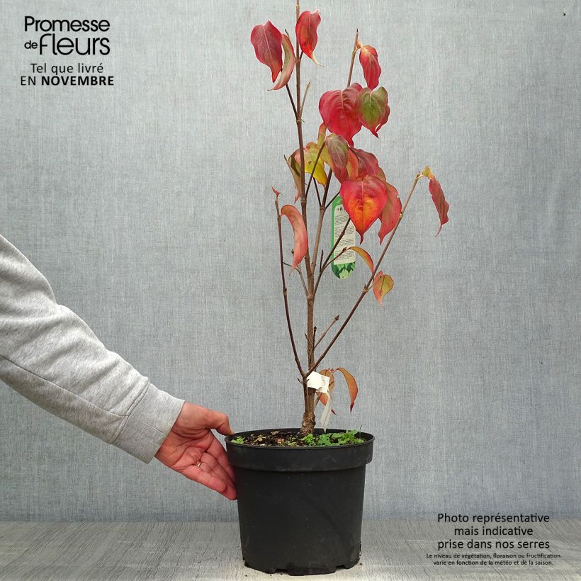 Exemplar von Japanischer Blumen-Hartriegel Schmetterling - Cornus kousa Topf mit 4L/5L wie im Herbst geliefert