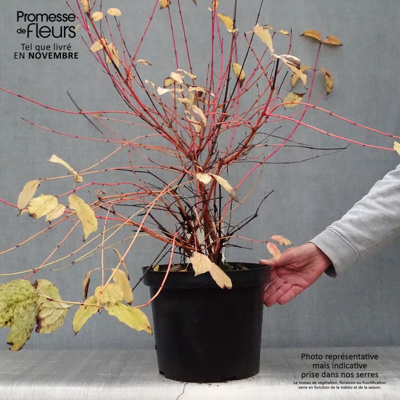 Exemplar von Roter Hartriegel Anny's Winter Orange - Cornus sanguinea Topf mit 7,5L/10L wie im Herbst geliefert