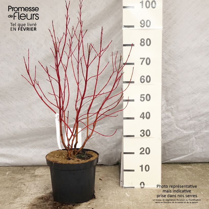 Exemplar von Cornus alba Aurea - Tatarischer Hartriegel Topf mit 7,5L/10L wie im Winter geliefert