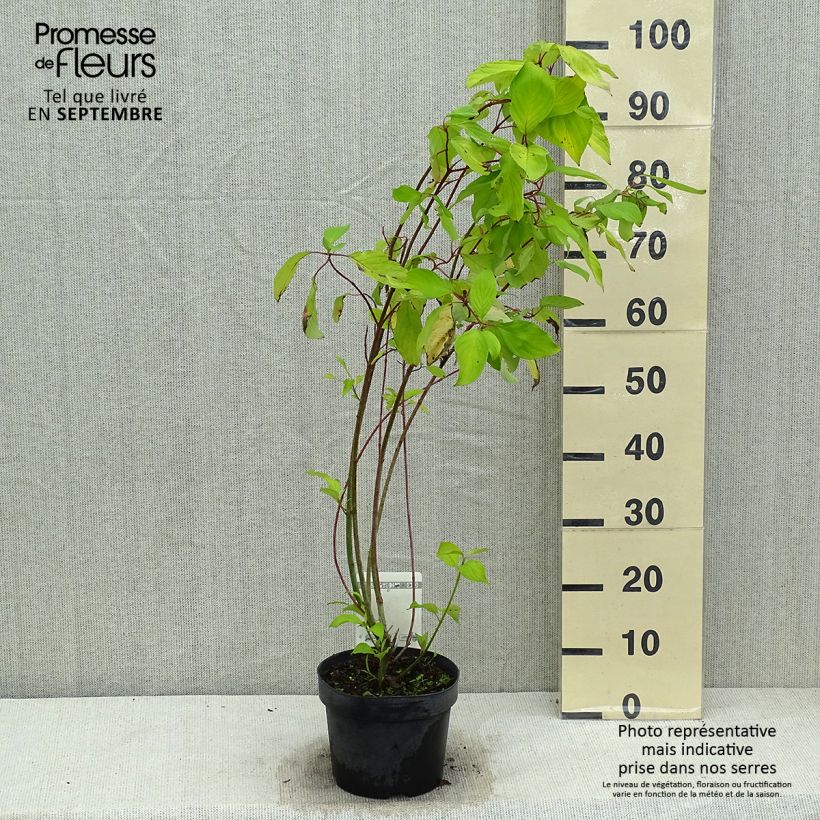 Exemplar von Cornus alba Aurea - Tatarischer Hartriegel Topf mit 2L/3L wie im Sommer geliefert