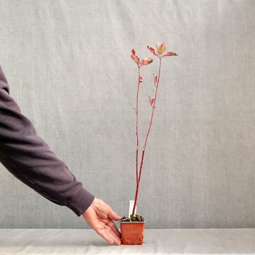 Exemplar von Cornus alba Aurea - Tatarischer Hartriegel Kleine Töpfe von 8/9 cm wie im Herbst geliefert
