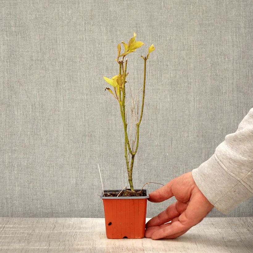 Exemplar von Cornus alba Aurea - Tatarischer Hartriegel Kleine Töpfe von 8/9 cm wie im Frühjahr geliefert