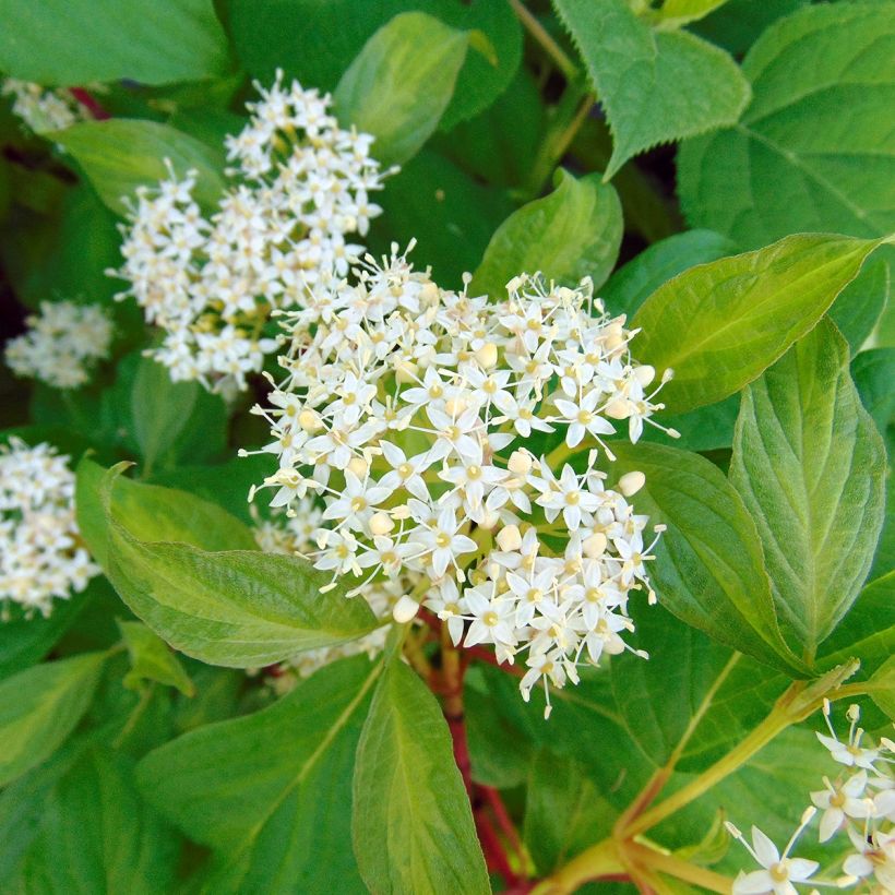Cornus alba Baton Rouge - Tatarischer Hartriegel (Blüte)