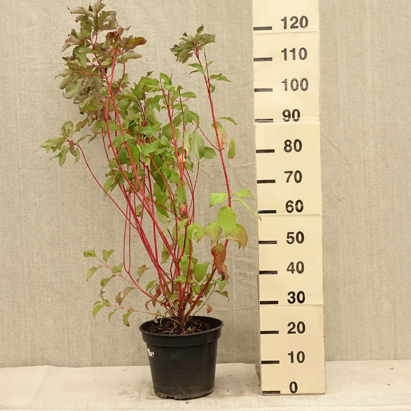 Exemplar von Cornus alba Baton Rouge - Tatarischer Hartriegel Topf mit 4L/5L wie im Sommer geliefert