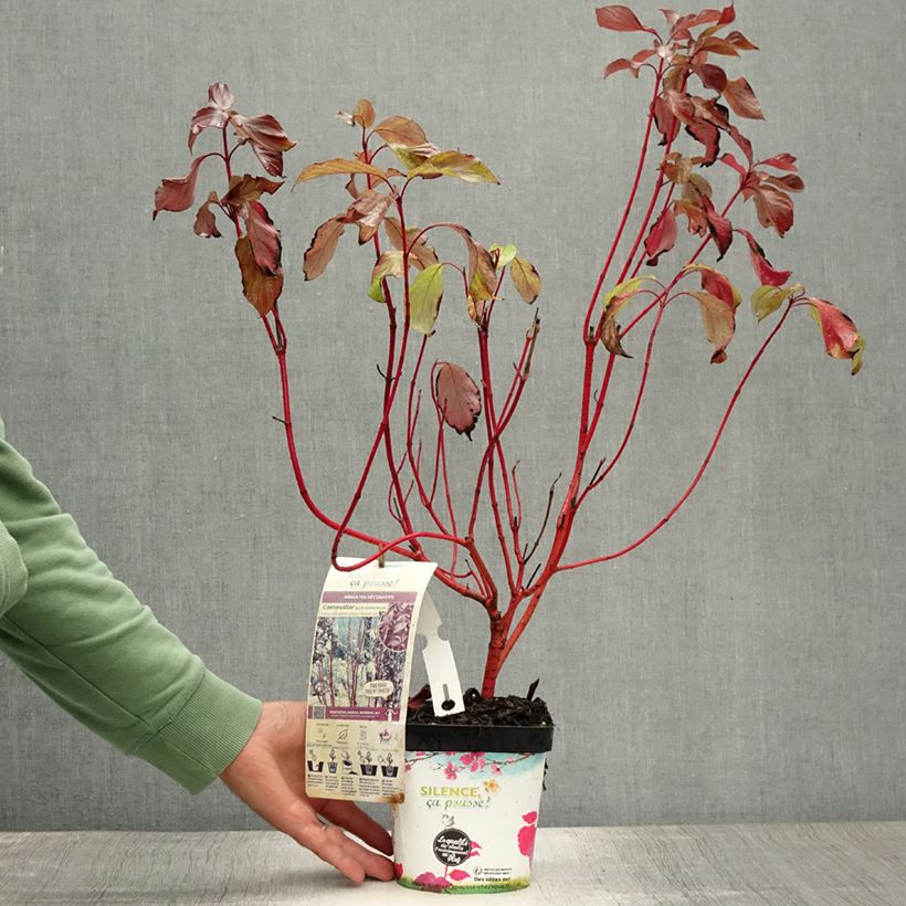 Exemplar von Cornus alba Baton Rouge - Tatarischer Hartriegel Topf mit 2L/3L wie im Sommer geliefert