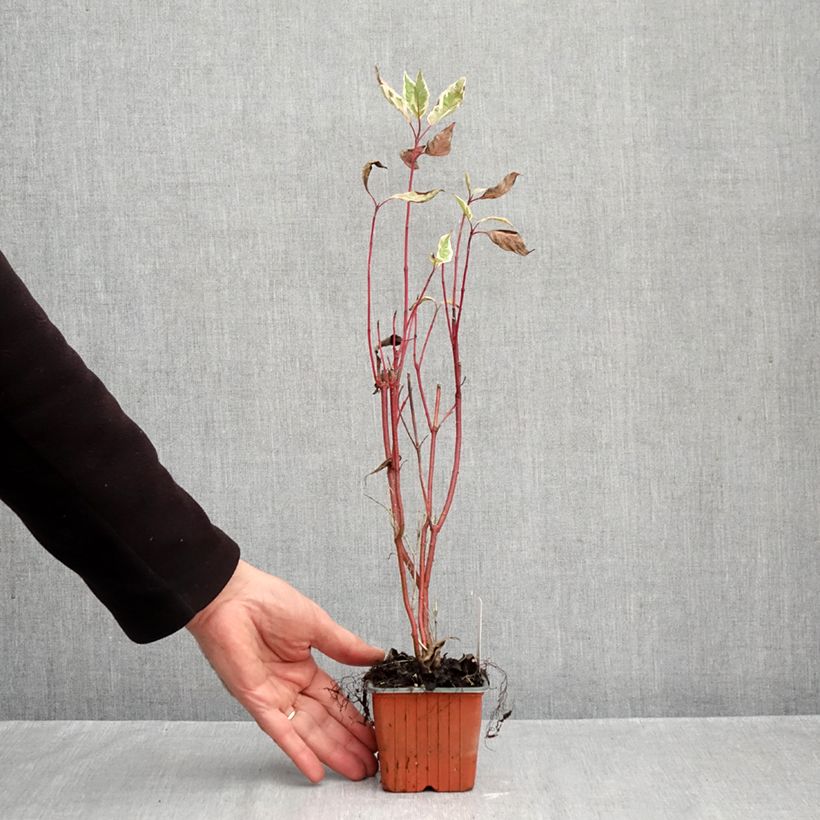 Exemplar von Cornus alba Elegantissima - Tatarischer Hartriegel Kleine Töpfe von 8/9 cm wie im Herbst geliefert