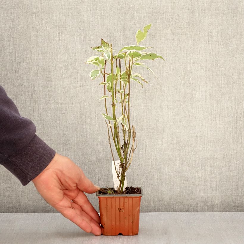 Exemplar von Cornus alba Elegantissima - Tatarischer Hartriegel Kleine Töpfe von 8/9 cm wie im Frühjahr geliefert