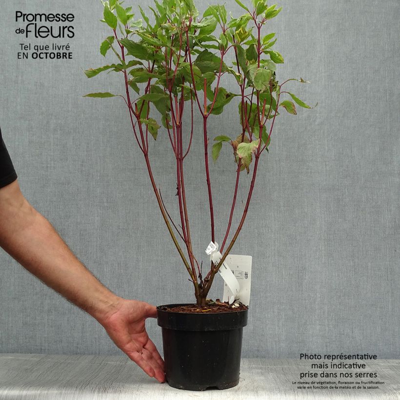 Exemplar von Cornus alba Gouchaultii - Tatarischer Hartriegel Topf mit 3L/4L wie im Herbst geliefert