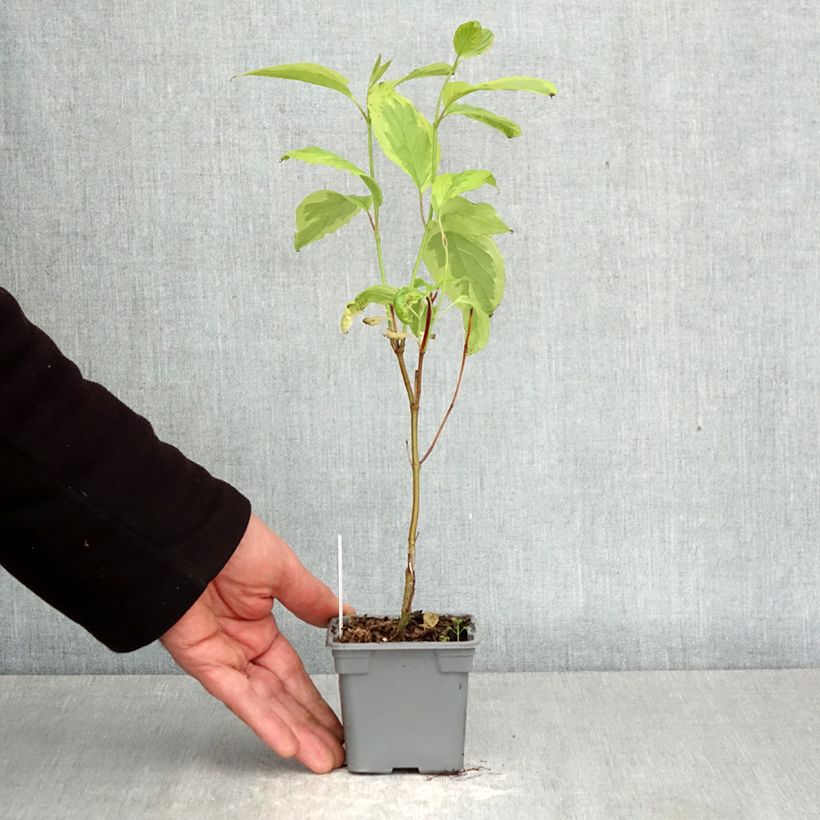 Exemplar von Cornus alba Gouchaultii - Tatarischer Hartriegel Kleine Töpfe von 8/9 cm wie im Frühjahr geliefert