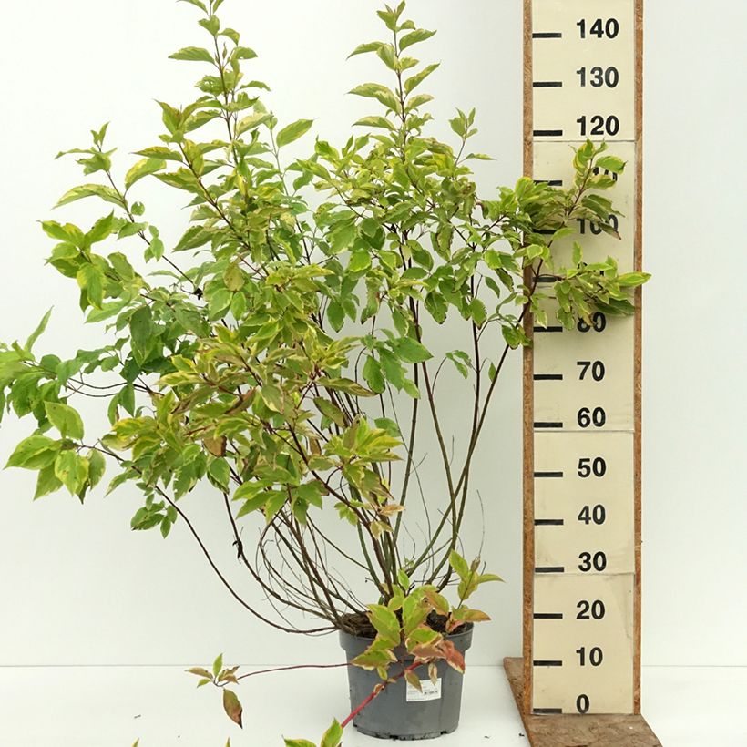 Exemplar von Cornus alba Gouchaultii - Tatarischer Hartriegel Topf mit 7,5L/10L wie im Sommer geliefert