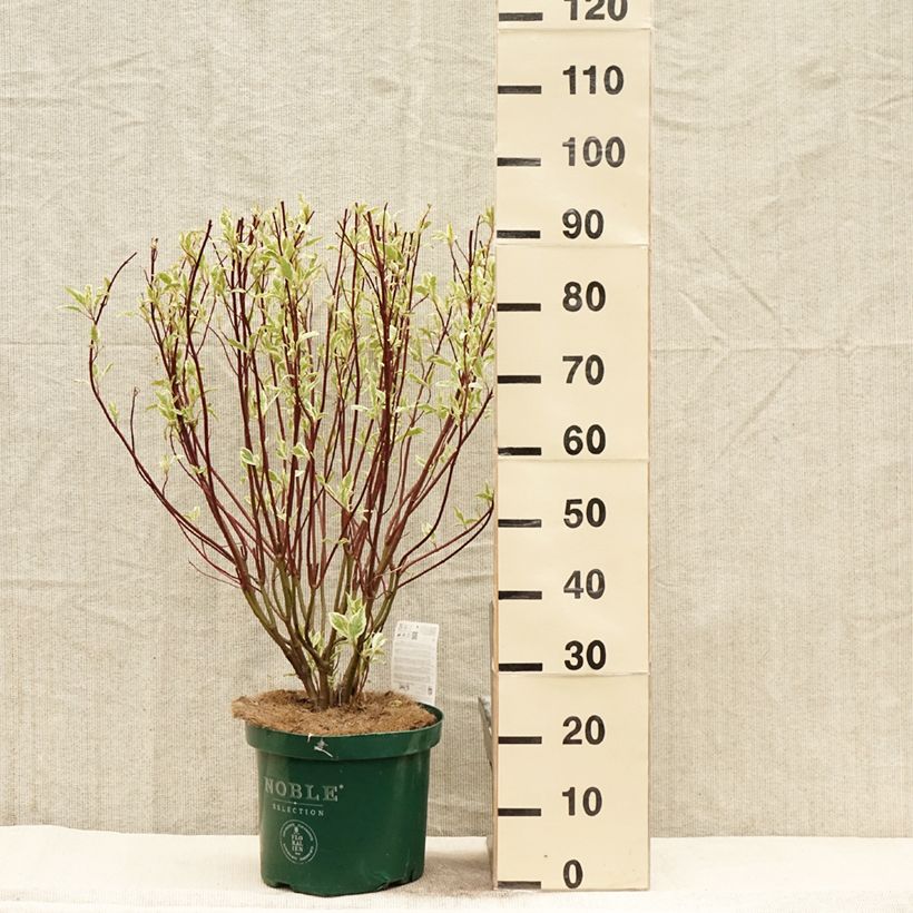 Exemplar von Cornus alba Ivory Halo - Tatarischer Hartriegel Topf mit 7,5L/10L wie im Frühjahr geliefert