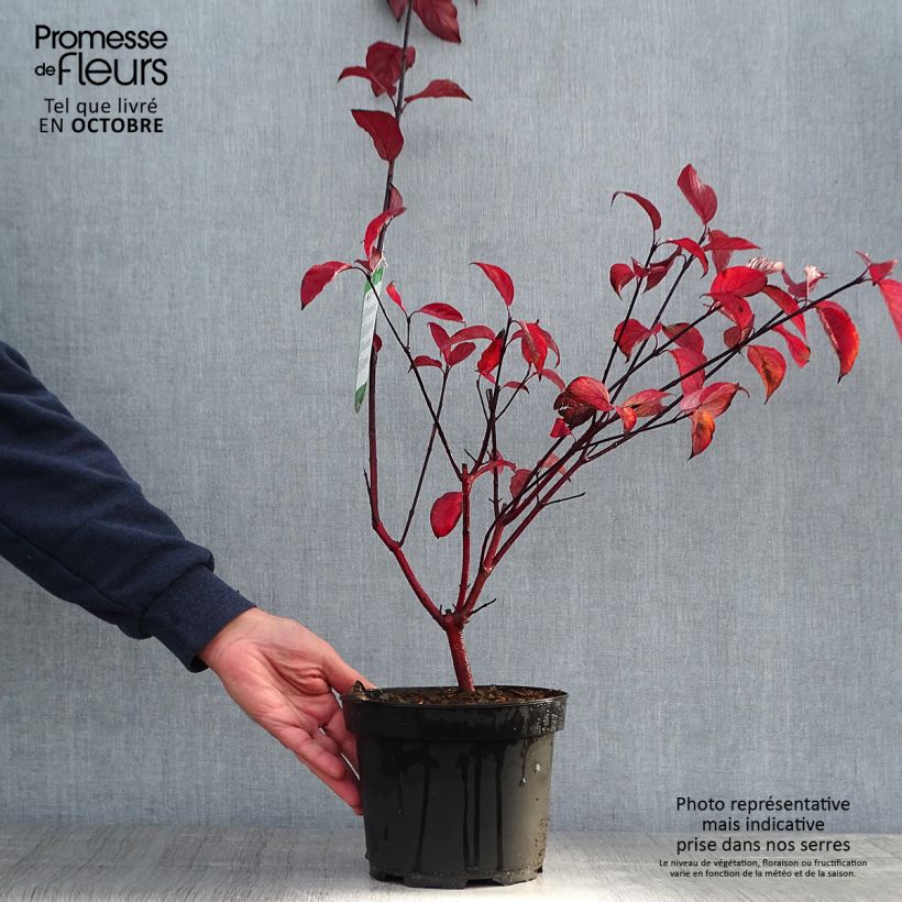 Exemplar von Cornus alba Kesselringii - Tatarischer Hartriegel Topf mit 2L/3L wie im Herbst geliefert
