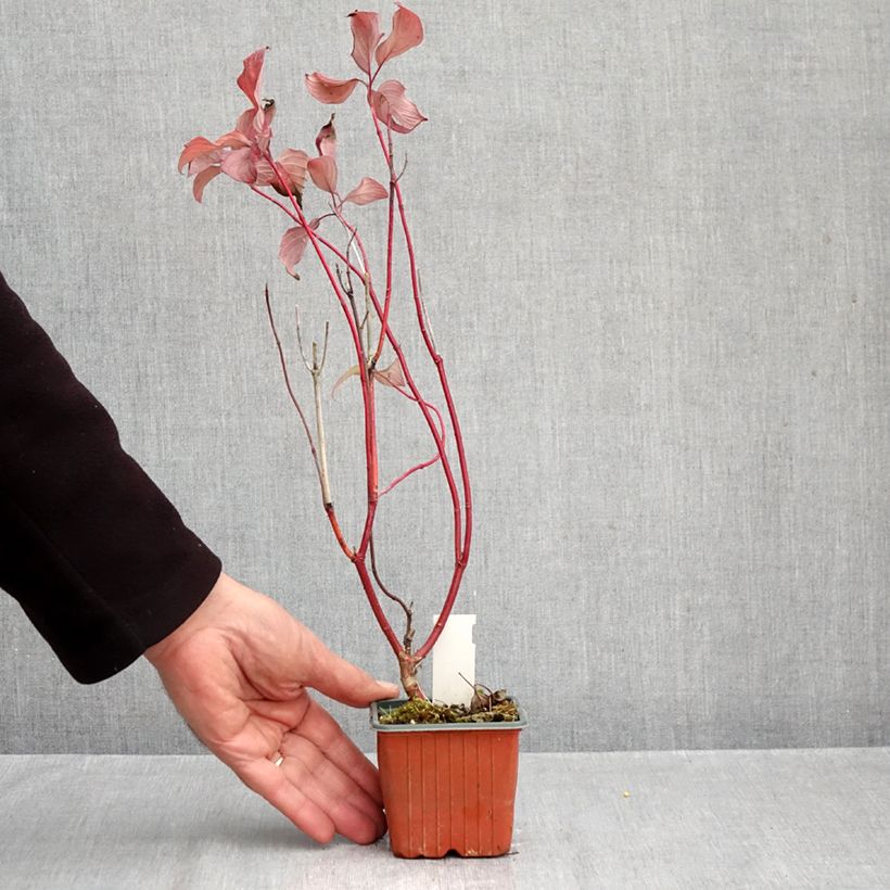 Exemplar von Cornus alba Neon Burst - Tatarischer Hartriegel Kleine Töpfe von 8/9 cm wie im Herbst geliefert