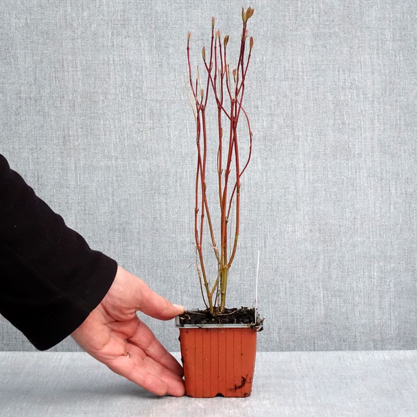 Exemplar von Cornus alba Neon Burst - Tatarischer Hartriegel Kleine Töpfe von 8/9 cm wie im Frühjahr geliefert