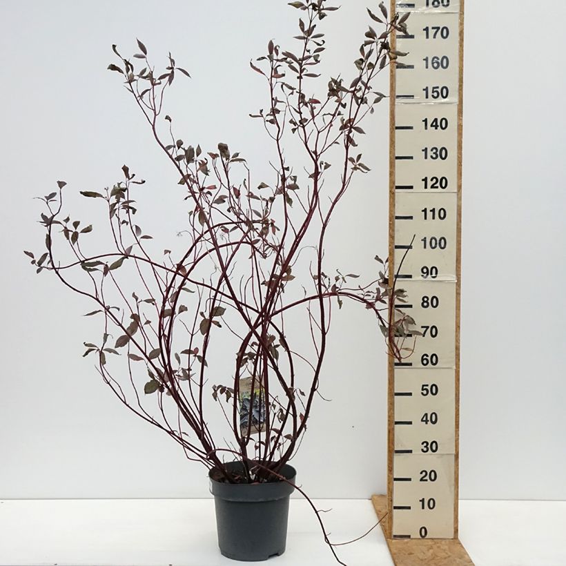 Exemplar von Cornus alba Nightfall - Tatarischer Hartriegel Topf mit 12L/15L wie im Herbst geliefert