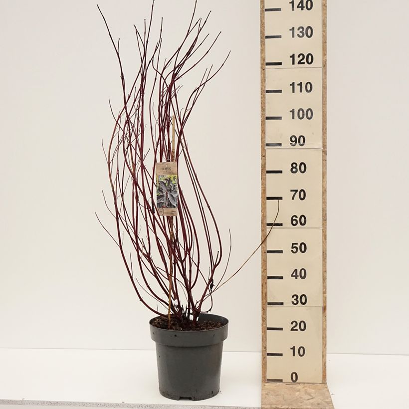Exemplar von Cornus alba Nightfall - Tatarischer Hartriegel Topf mit 12L/15L wie im Winter geliefert