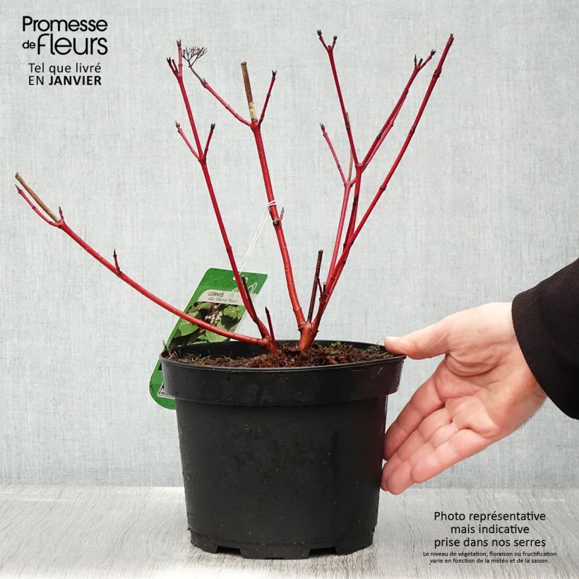 Exemplar von Cornus alba Siberian Pearls - Tatarischer Hartriegel Topf mit 3L/4L wie im Winter geliefert